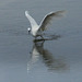 Aigrette  Garzette