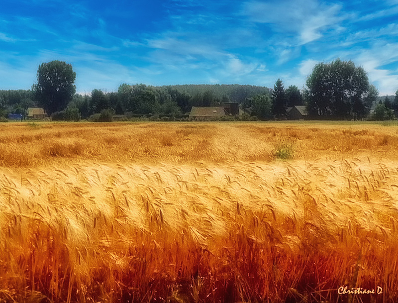 Campagne et bois - Peace and Freedom for Ukrajina