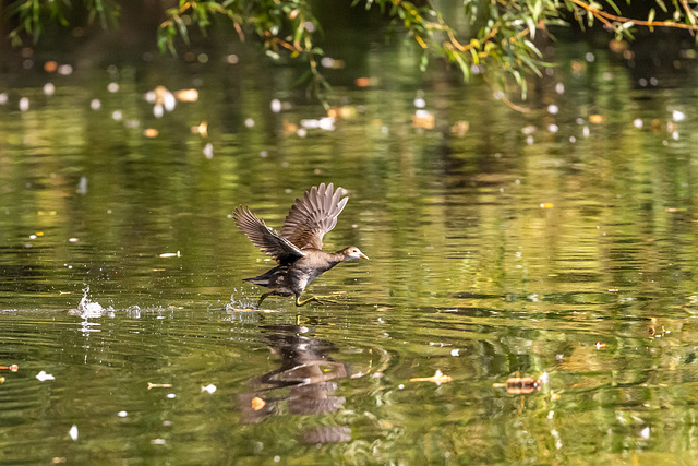 Moorhen