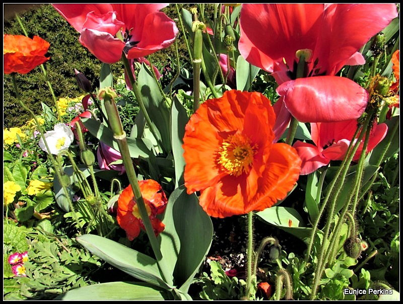 Poppies