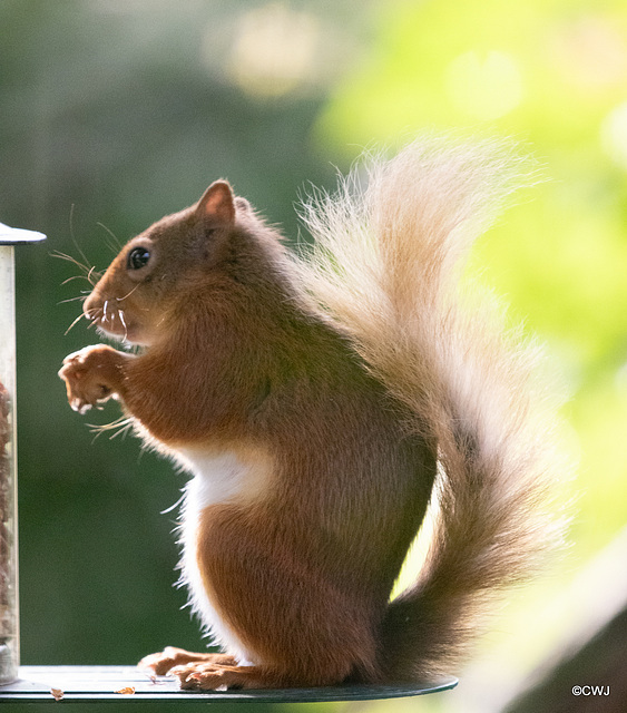 Youngster at the Courtyard feeder