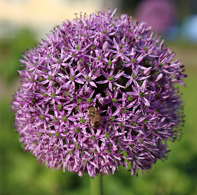 Eine Blütenkugel mit einer Biene