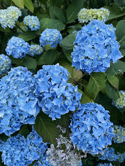 Hydrangea