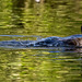 A goose on Burton Mere