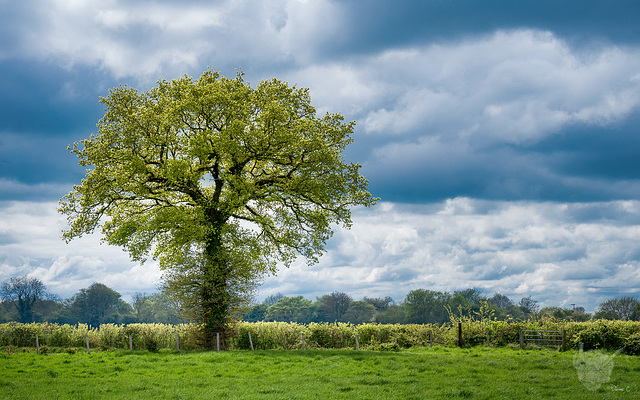 Just a Tree Just a Tree