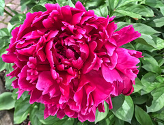 peony #1