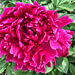 peony #1