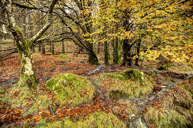 Glendalough 28