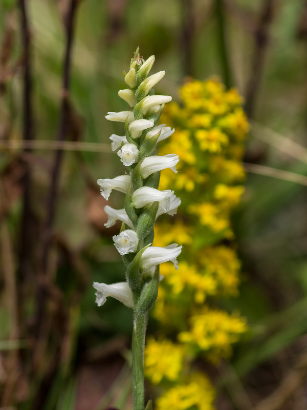 Spiranthes ochroleuca (Yellow Ladies'-tresses orchid)