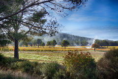 Scène de vignoble près d'Eygalières