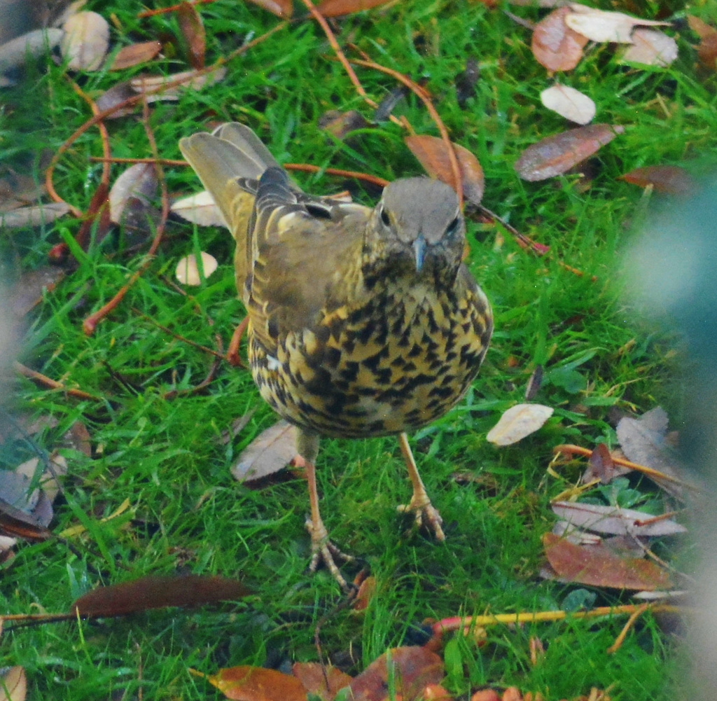 Mistle Thrush