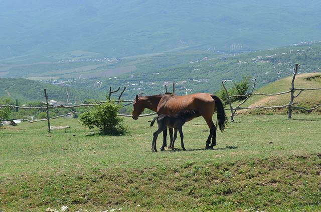 Село Лучистое, Мама и дитя за обедом