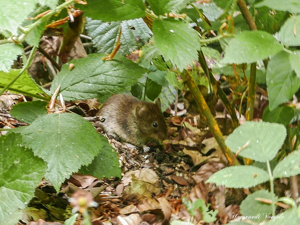 Waldmaus unter Brombeeren Strauch