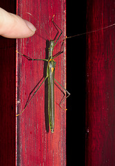 Phasmid IMG_7362