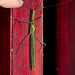 Phasmid IMG_7362