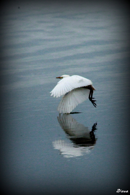 Aigrette  Garzette