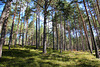 Lichter Wald - Steinegger Höhenweg