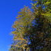 Lush autumn forest in the Partnach Gorge.