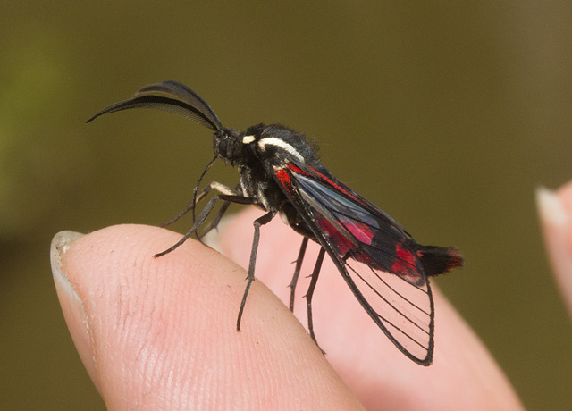 IMG 8113 Clearwing Moth-1-2