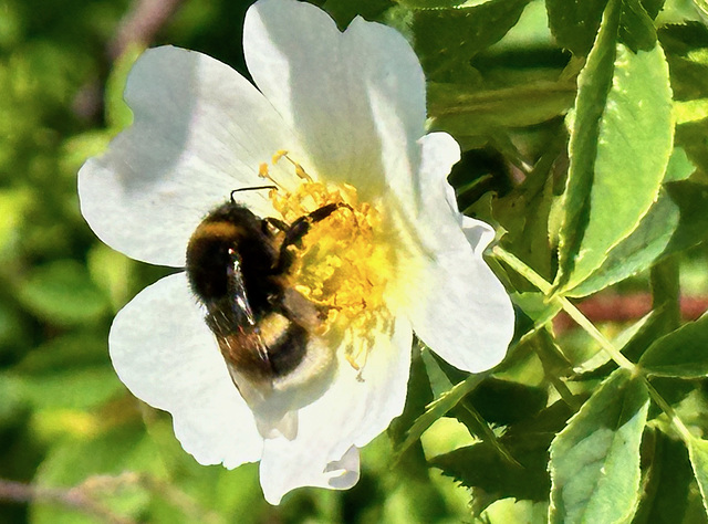 Kleine Hummel