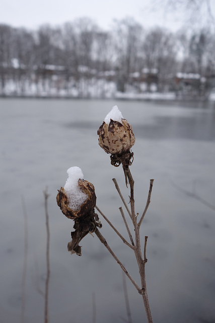 Snowballs!