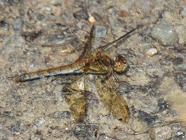 Common Darter f (Sympetrum striolatum) DSB 1571