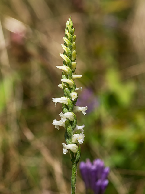 Spiranthes ochroleuca (Yellow Ladies'-tresses orchid)