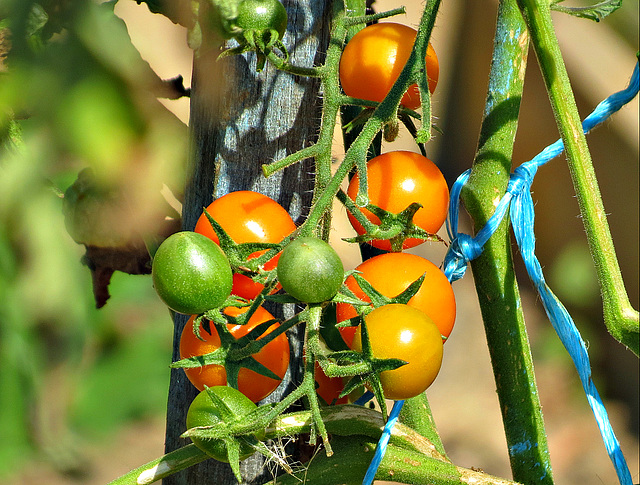 Salade de tomates