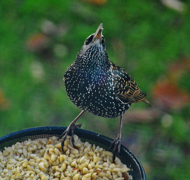 Starling