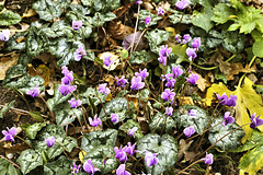 Cyclamen hederifolium – Kew Gardens, Richmond upon Thames, London, England