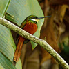 Rufous-tailed Jacamar, Tobago, Day 2