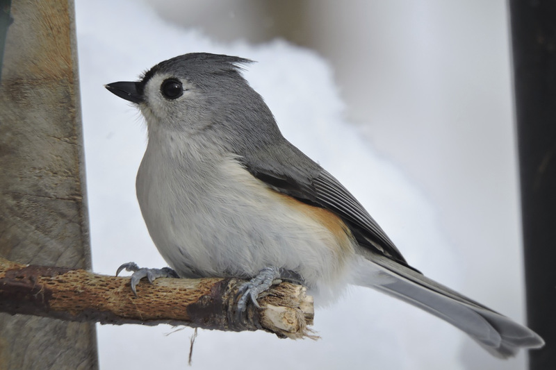 Tufted Titmouse