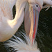 Pelikan- Portrait