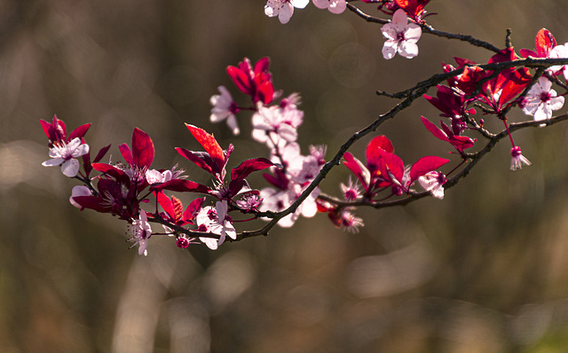 Brotes precursores de la Primavera