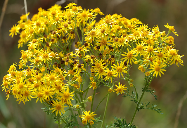 EOS 6D Peter Harriman 12 13 27 39273 seasideGoldenrod dpp