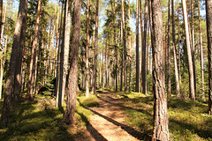 Lichter Wald - Steinegger Höhenweg