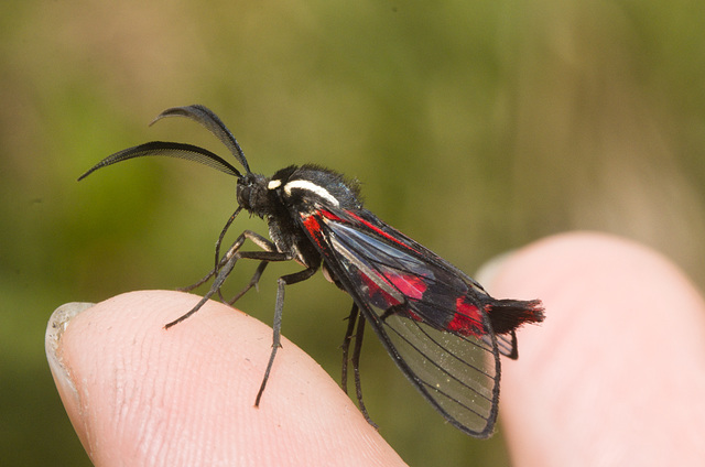 IMG 8117 Clearwing Moth