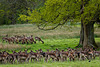 Fallow deer