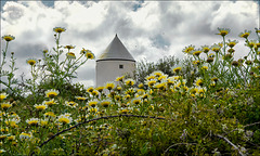 Windmill House and Crown Daisies