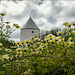 Windmill House and Crown Daisies