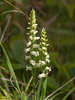 Spiranthes ochroleuca (Yellow Ladies'-tresses orchid)