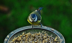 Blue Tit