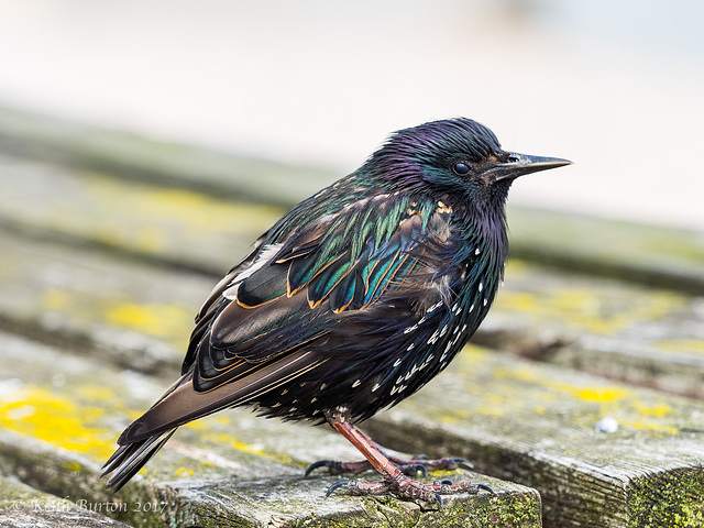 Starling