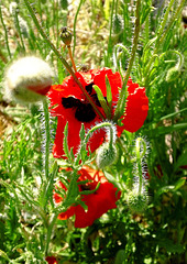 ... mais pour aimer les coquelicots ...