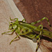 Cricket IMG_7372