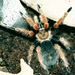 brachypelma boehmi