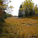 Marsh & Woods near Timber Cove, Marshville Maine