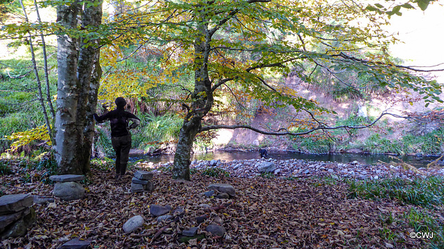 Autumn by the Altyre Brun on the Dava Way
