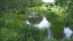 Further pond clearance today