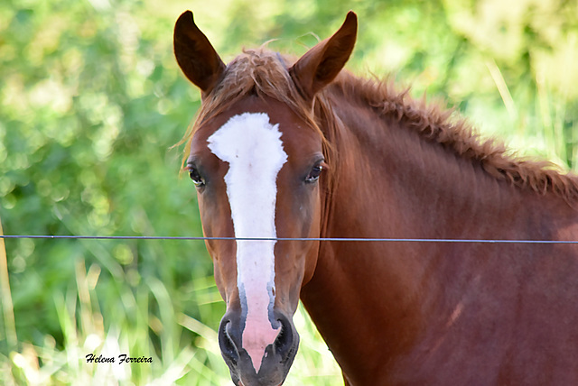 Horse portrait.